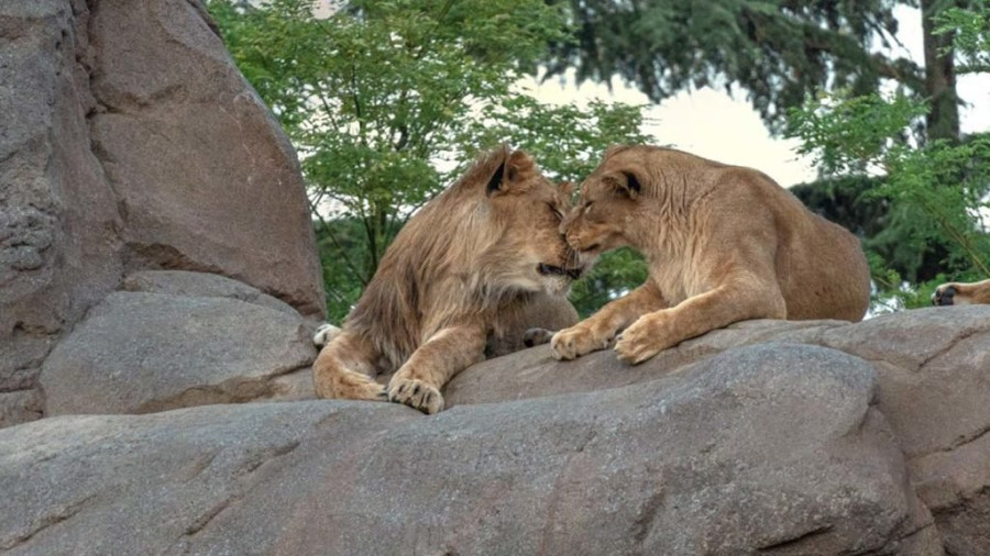 savanamasai-mara2-1024x576.jpg
